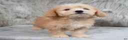 Mini Goldendoodle dogs for sale: Archie ID: 3858 - Ad 6