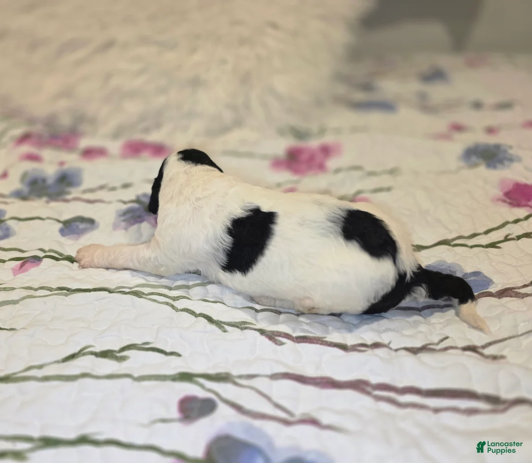 Sheepadoodle dogs for sale: Sheepadoodle 5 - Ad 2