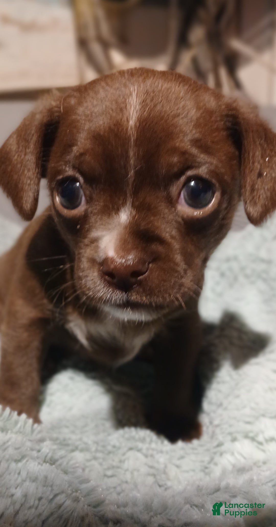 Chihuahua dogs for sale: Cocoa,     Chihuahua Puppy 1 - Ad 4