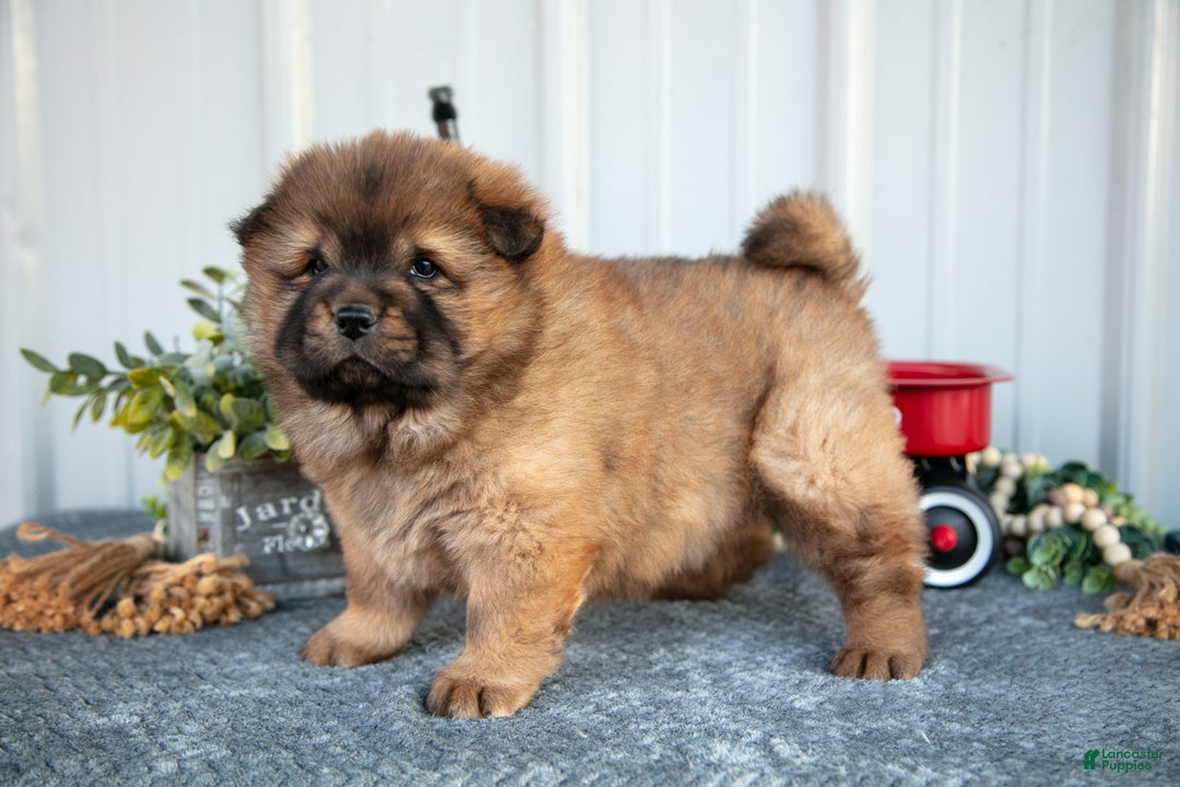 Chow Chow dogs for sale: Cartier - Ad 3