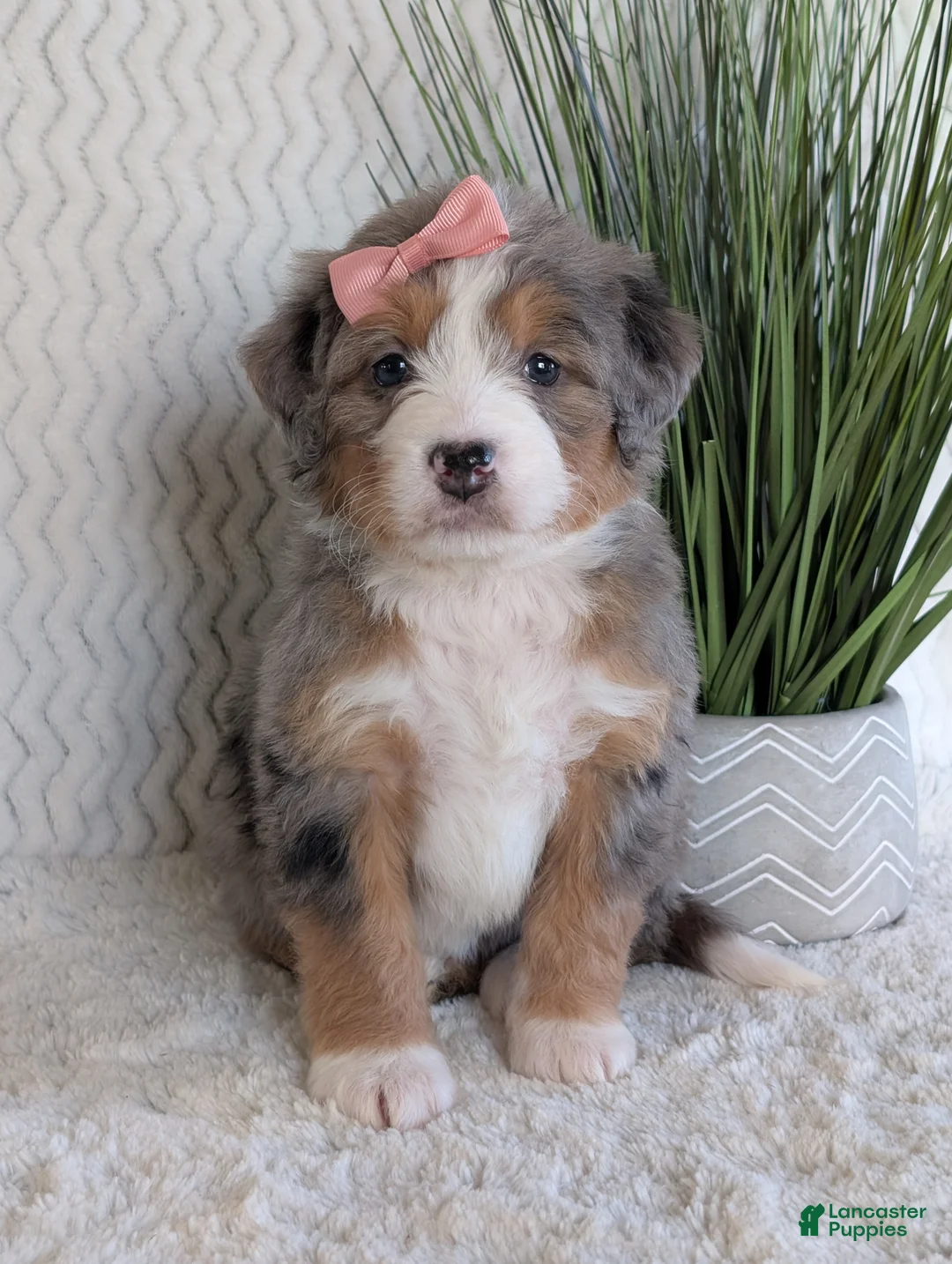 Mini Bernedoodle dogs for sale: Mini Indy  - Ad 21