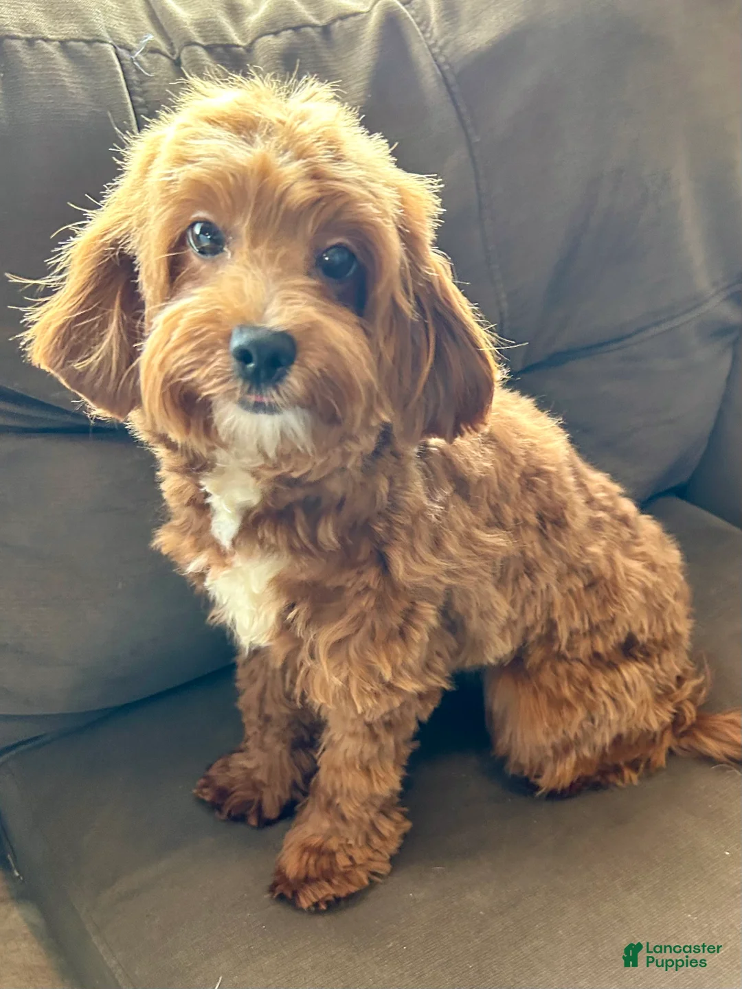 Maltipoo dogs for sale: Nancy - Ad 4