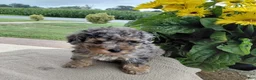 Bichpoo dogs for sale: Marble - Ad 2