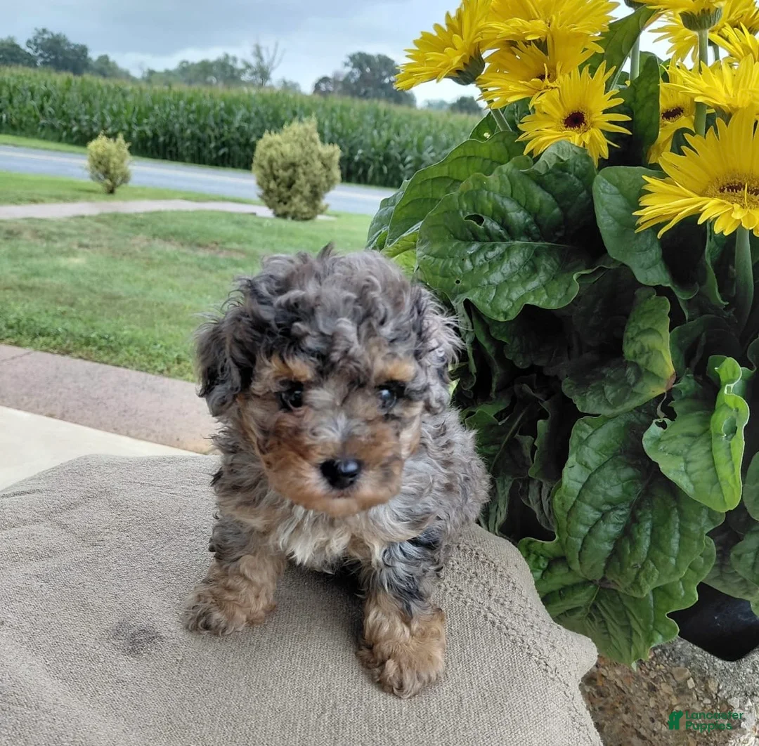Bichpoo dogs for sale: Marble - Ad 2