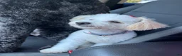 Maltese dogs for sale: Maltese Puppy 3 - Ad 4
