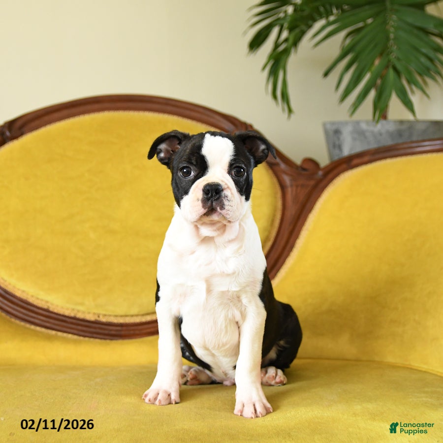 Boston Terrier dogs Dasher - Ad 2