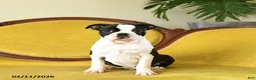 Boston Terrier dogs for sale: Dasher - Ad 6