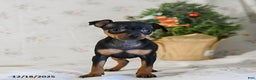 Miniature Pinscher dogs for sale: Diamond - Ad 2