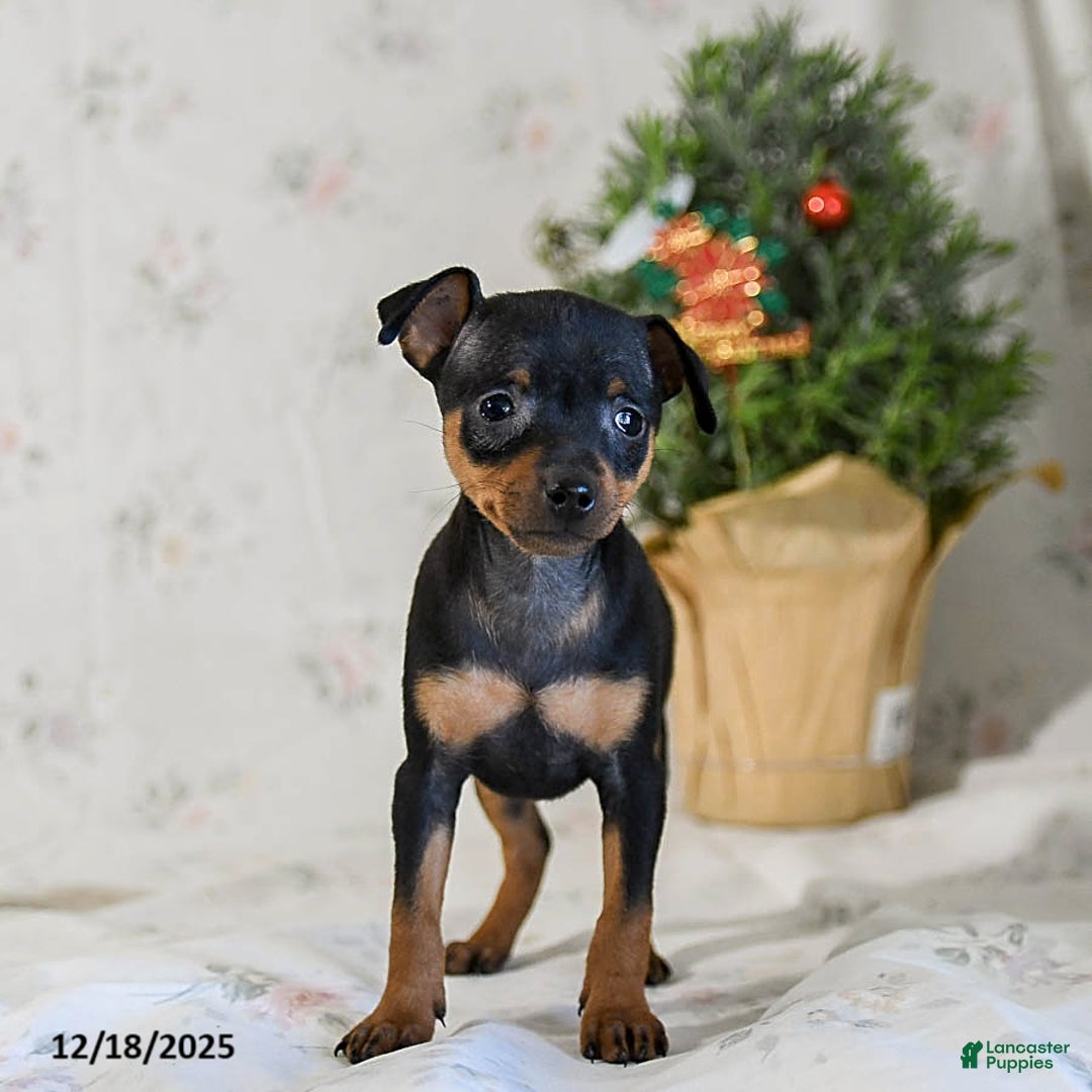 Miniature Pinscher dogs for sale: Diamond - Ad 2