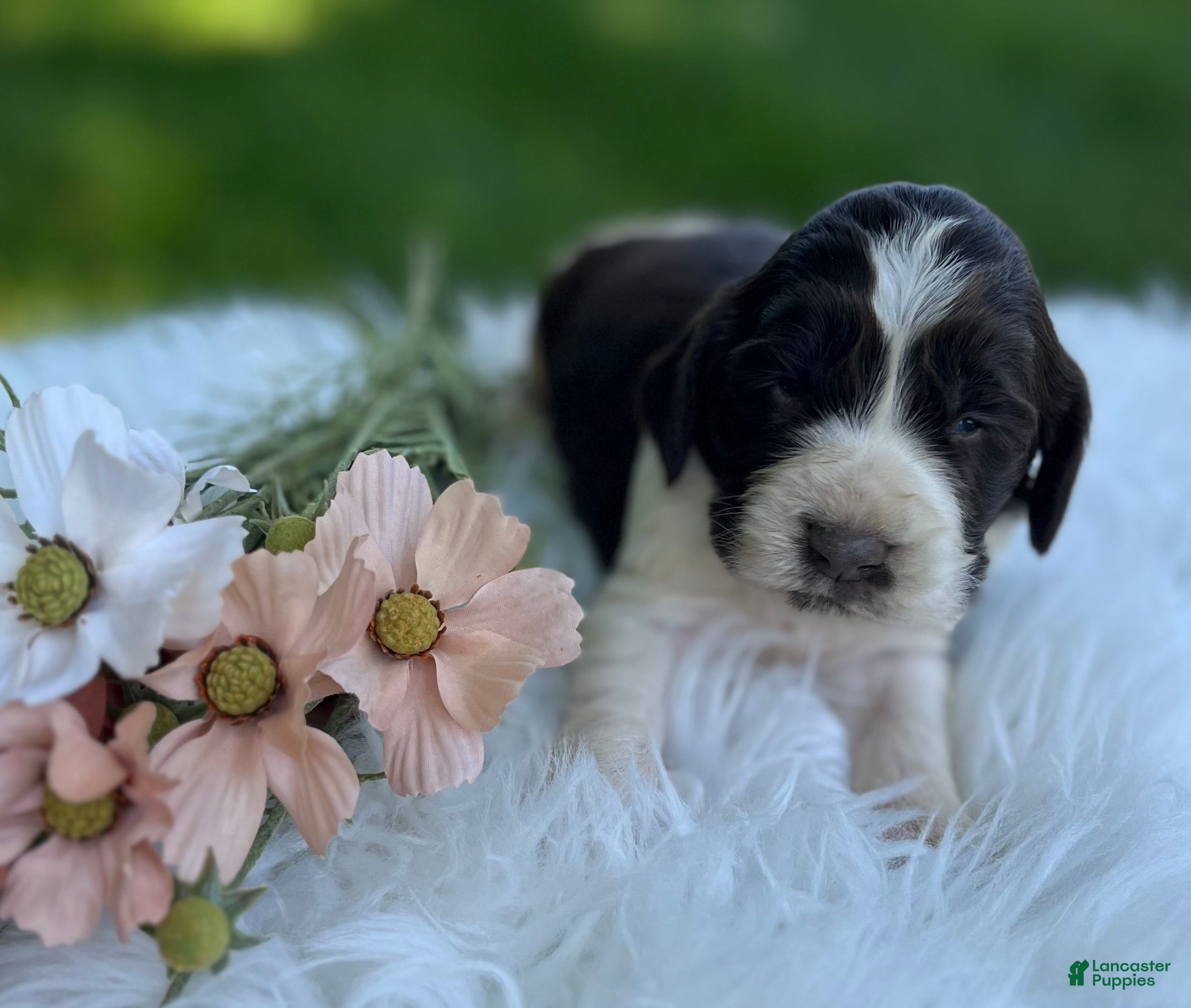 English Springer Spaniel dogs Dudley - Ad 1