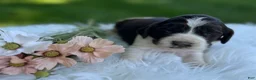 English Springer Spaniel dogs for sale: Dudley - Ad 1