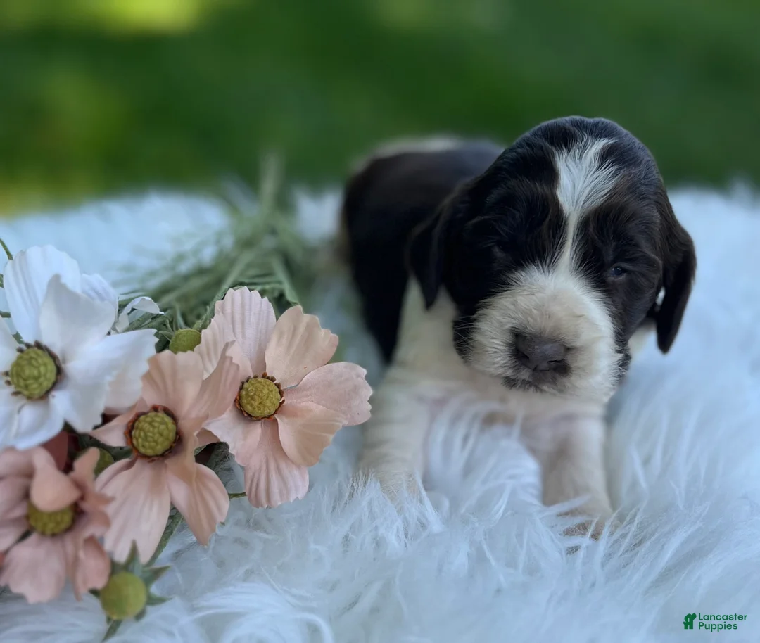 English Springer Spaniel dogs for sale: Dudley - Ad 1
