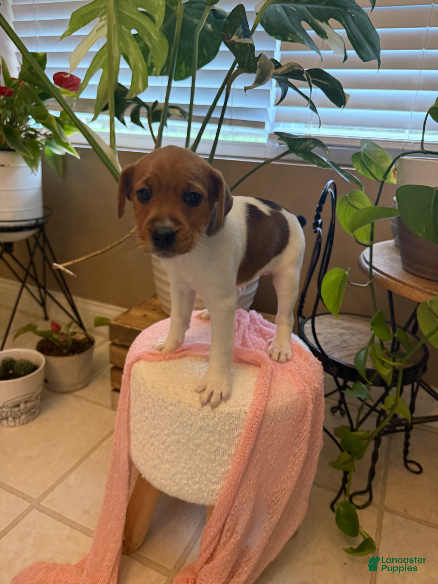 Jack Russell Terrier dogs Jrtca Valentine  - Ad 1