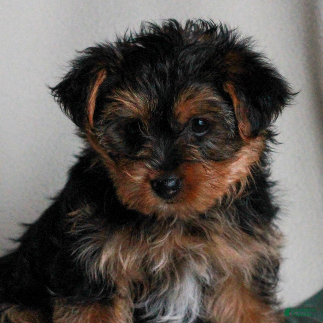 Yorkshire Terrier dogs for sale: Asher  - Ad 4