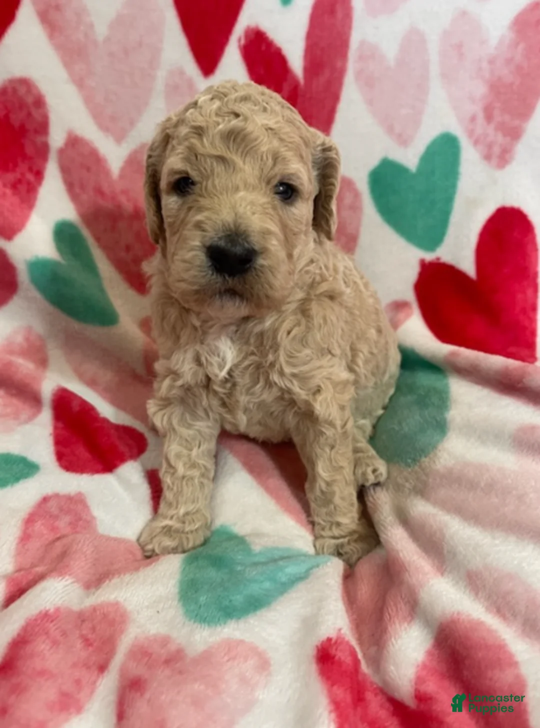 Double Doodle dogs for sale: Rue - Ad 3