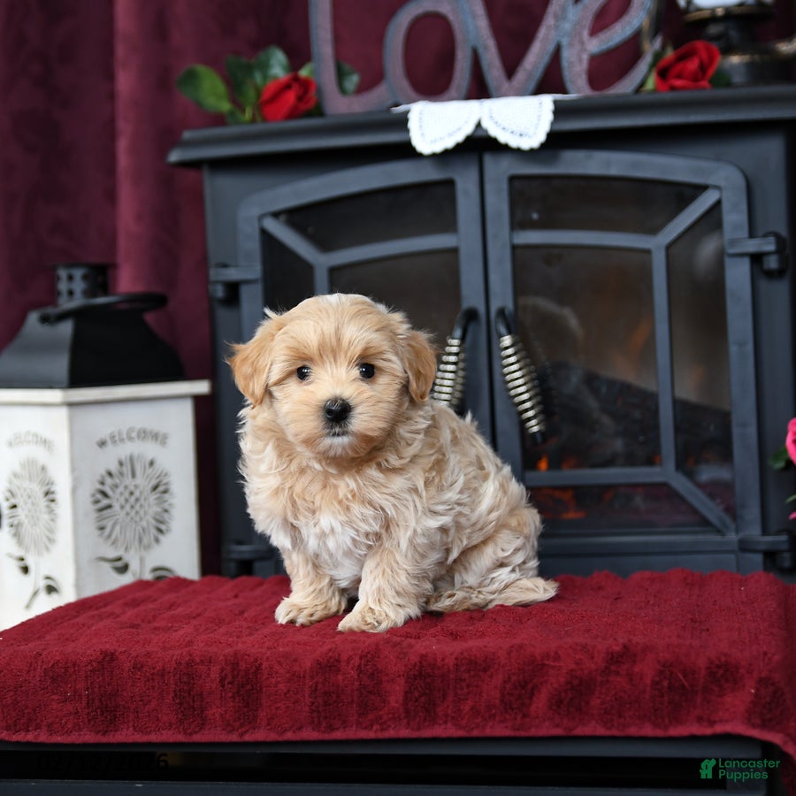 Maltipoo dogs Troy - Ad 14