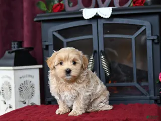 Maltipoo dogs Troy - Ad 14