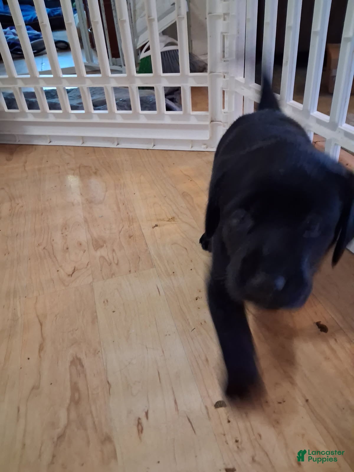 Labrador Retriever dogs Light Blue Collar - Ad 2