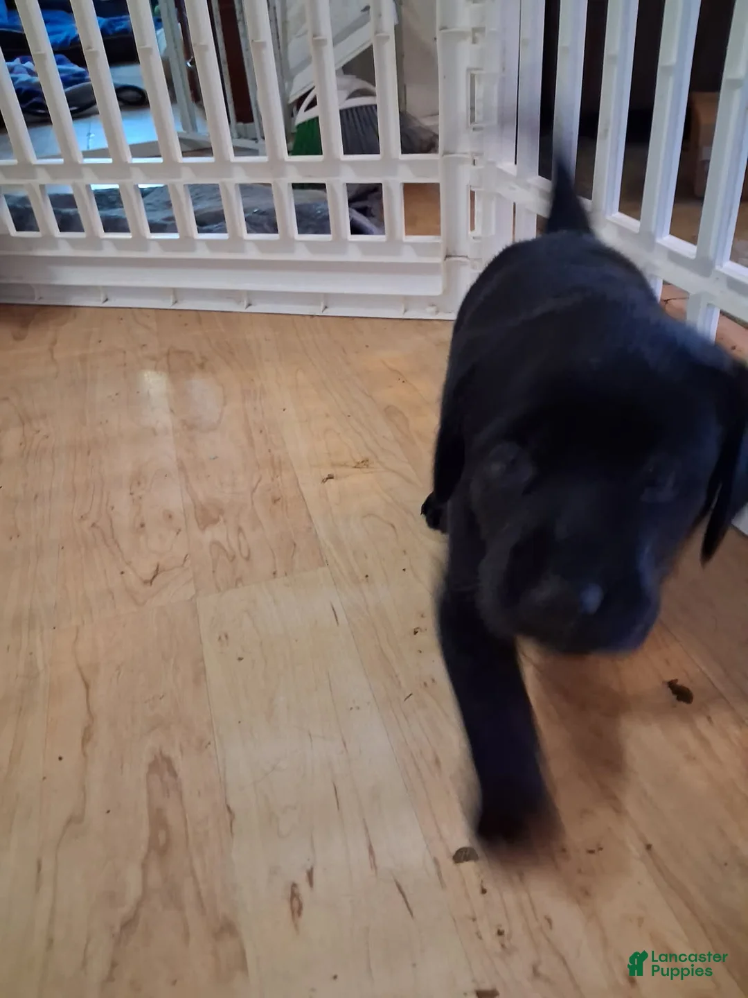 Labrador Retriever dogs for sale: Light Blue Collar - Ad 2