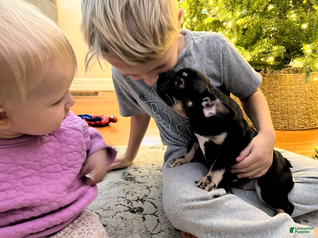 French Bulldog dogs for sale: Penelope  - Ad 2