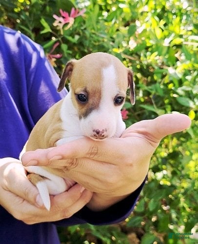 Italian Greyhound dogs Sevyn - Ad 1