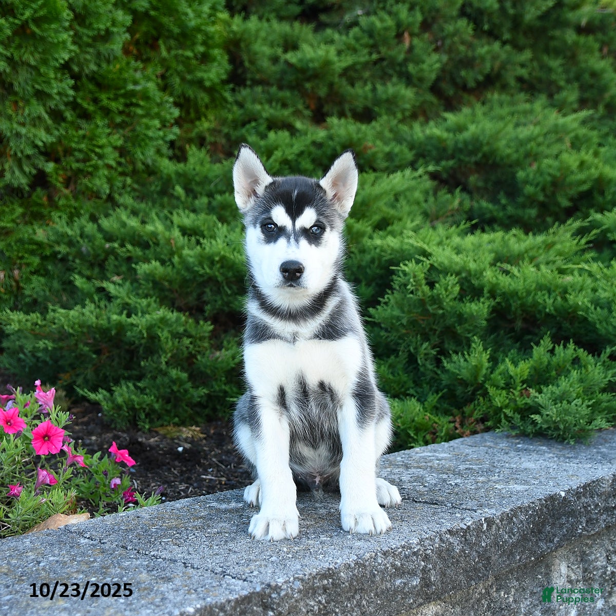 Siberian Husky Puppies for sale Lancaster Puppies
