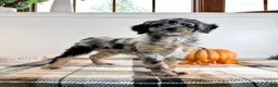 Bernedoodle dogs for sale: Harry - Ad 3