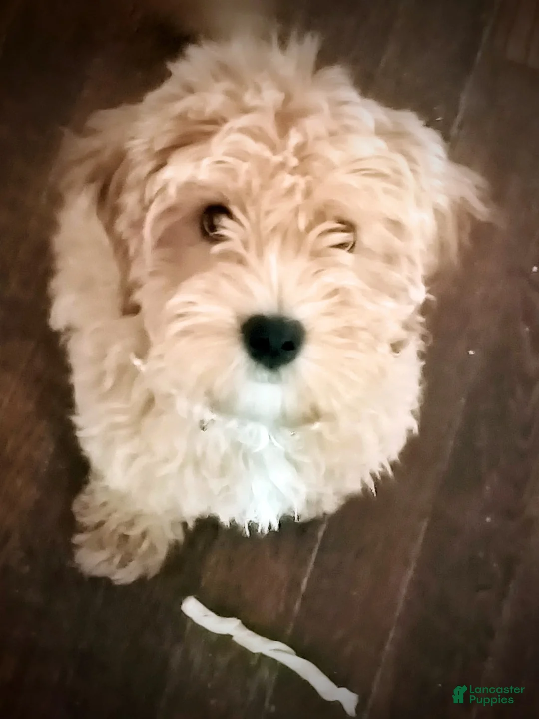 Cavapoo dogs for sale: Cavapoo 1 - Ad 2