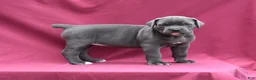 Cane Corso dogs for sale: Jo - Ad 3