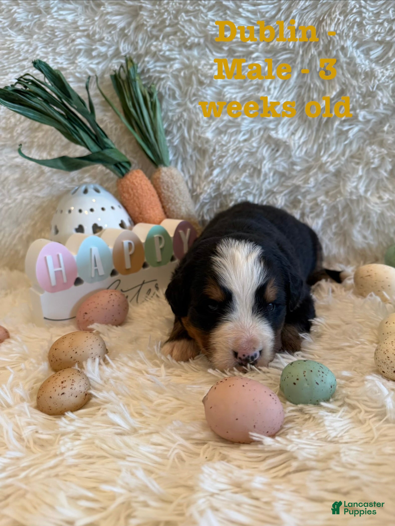 Bernese Mountain Dog dogs Dublin - Ad 5
