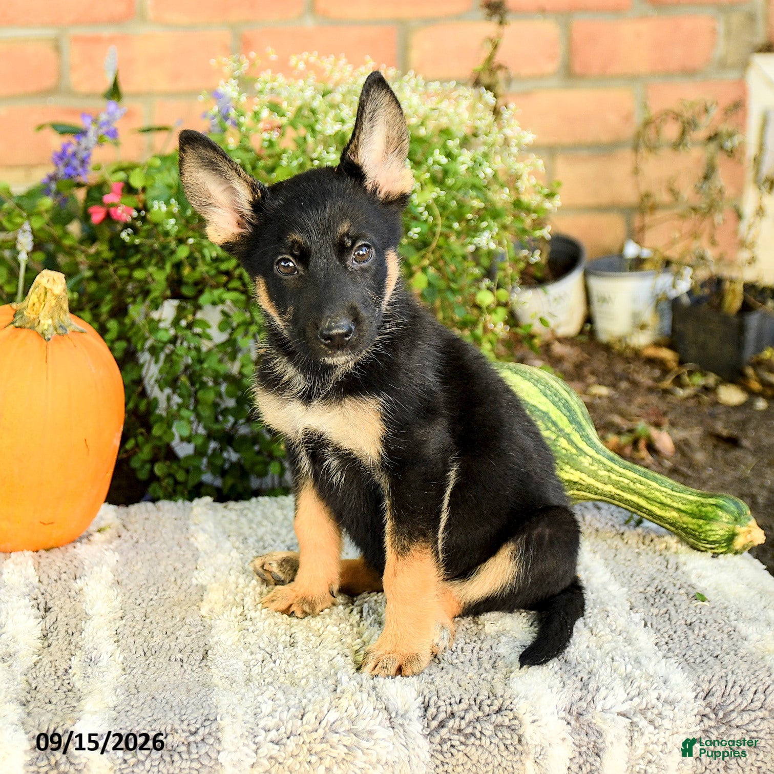 Gerberian Shepsky dogs Tessa - Ad 1