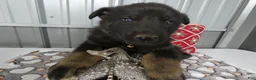 German Shepherd dogs for sale: German Shepherd 2 Parker - Ad 3
