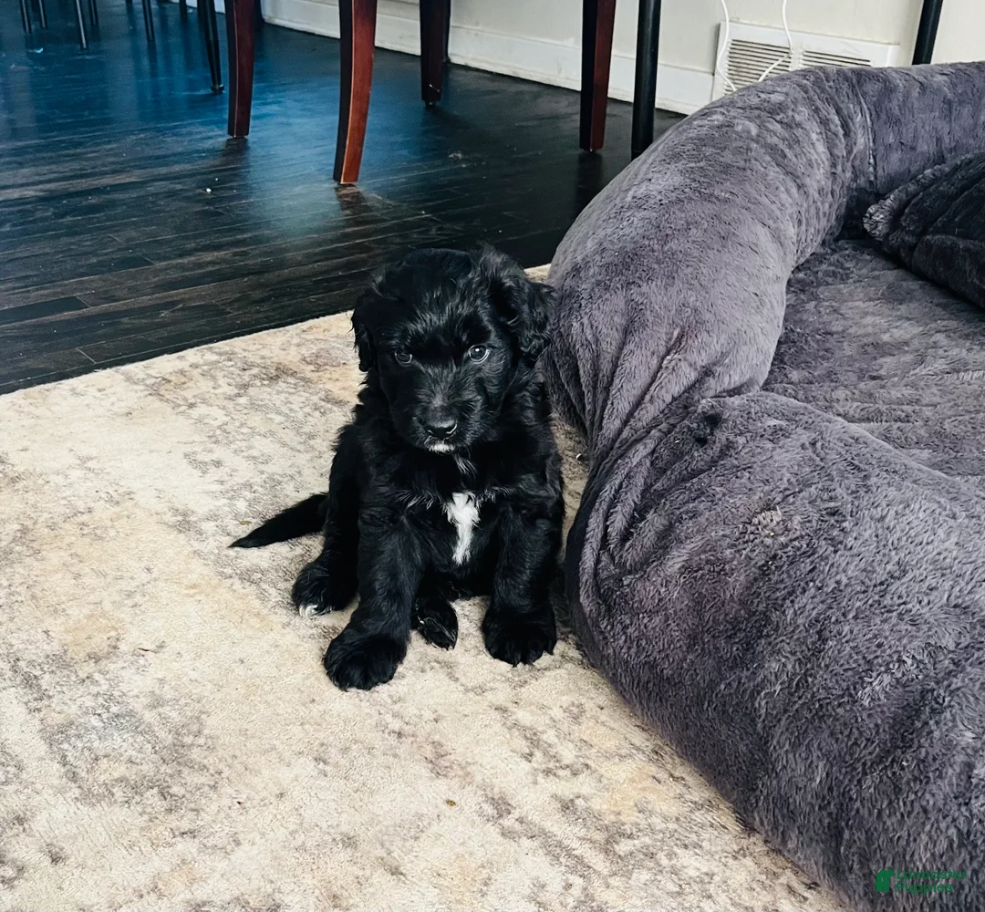 Aussiedoodle dogs for sale: Lucky  - Ad 3
