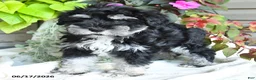 Miniature Schnauzer dogs for sale: Grady - Ad 3