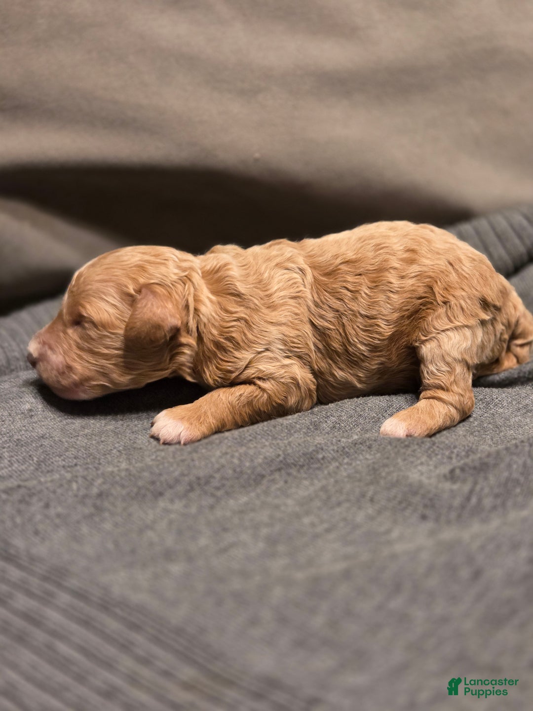 Mini Goldendoodle dogs for sale: Mini Goldendoodle Puppy 2 - Ad 2