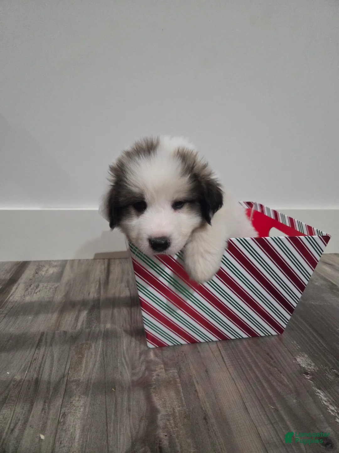 Great Pyrenees dogs for sale: Ralphie - Ad 11