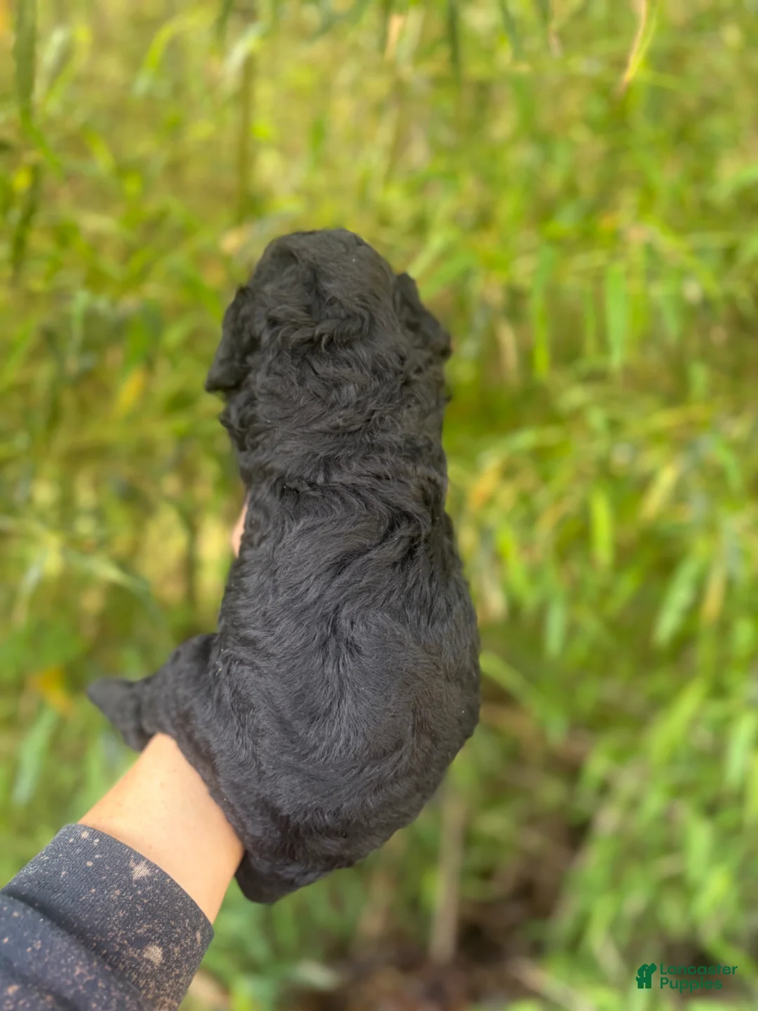 Goldendoodle dogs for sale: F2b Goldendoodle Puppy 3 - Ad 4