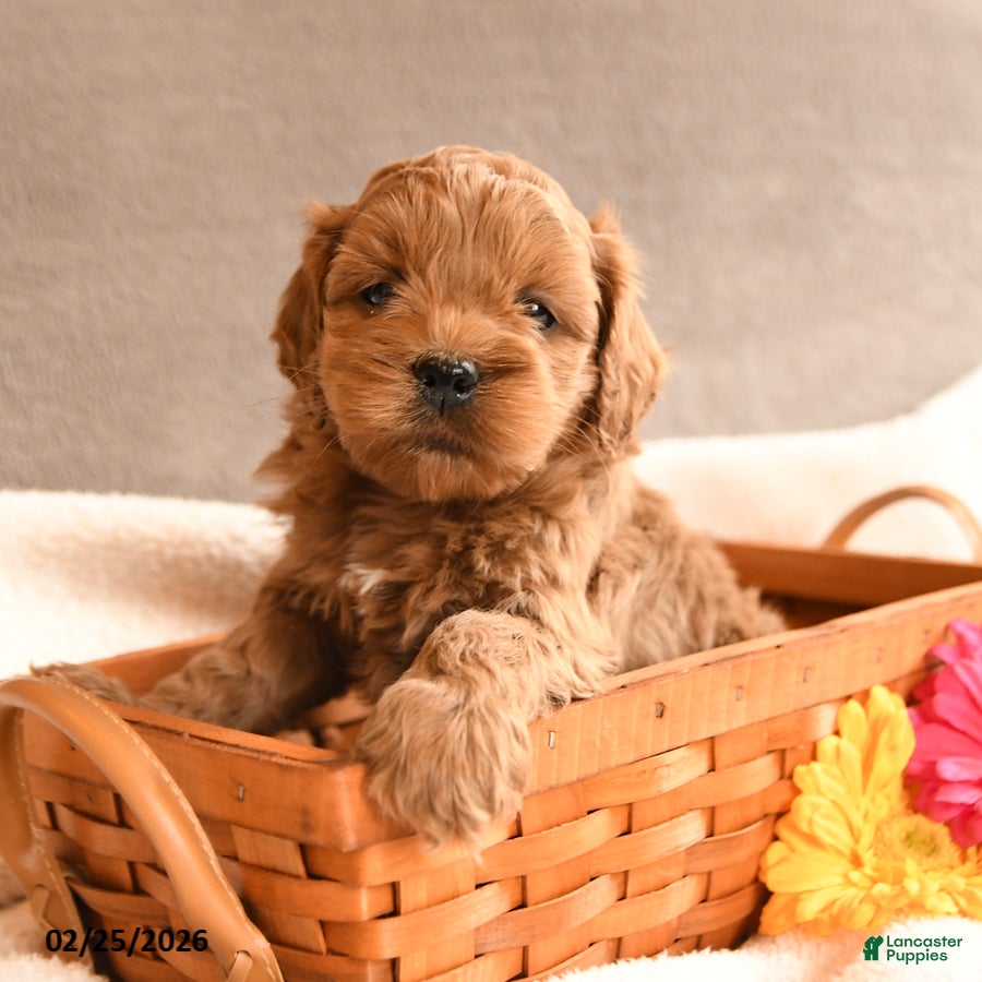 Cockapoo dogs Buddy - Ad 1