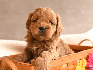 Cockapoo dogs for sale: Buddy - Ad 3