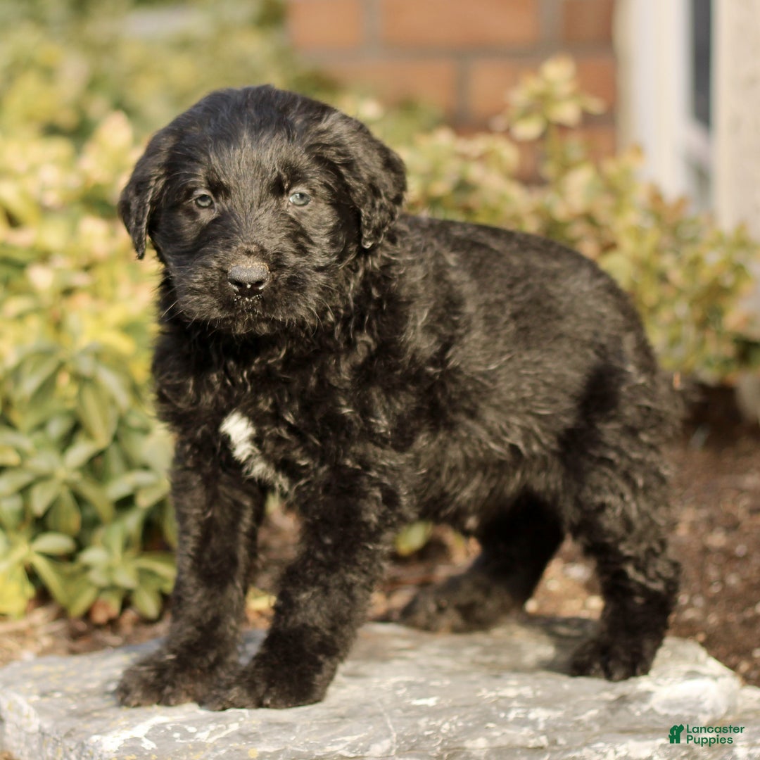 Labradoodle dogs for sale: Milo  - Ad 2