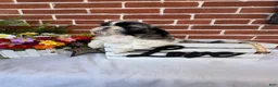 Shih Tzu dogs for sale: Parker - Ad 4
