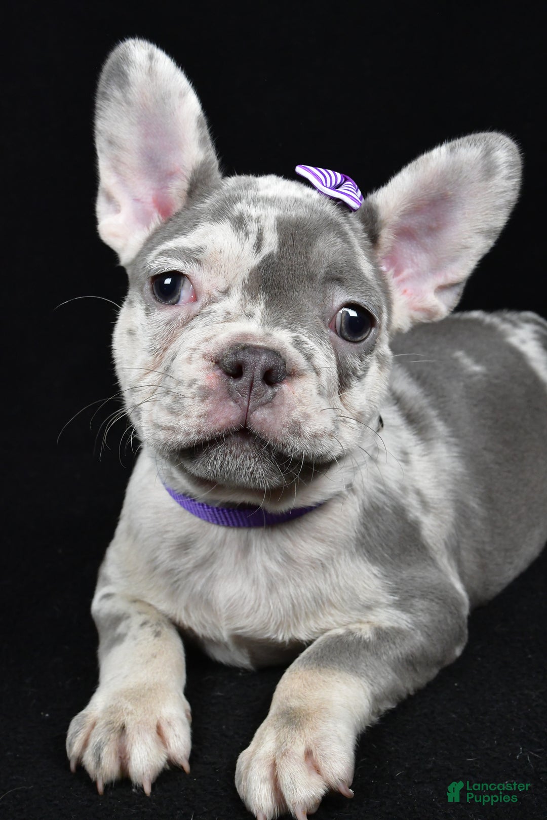 French Bulldog dogs for sale: Bailey  - Ad 3