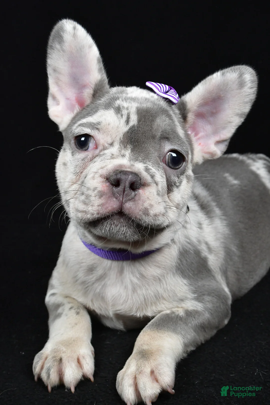 French Bulldog dogs for sale: Bailey  - Ad 3