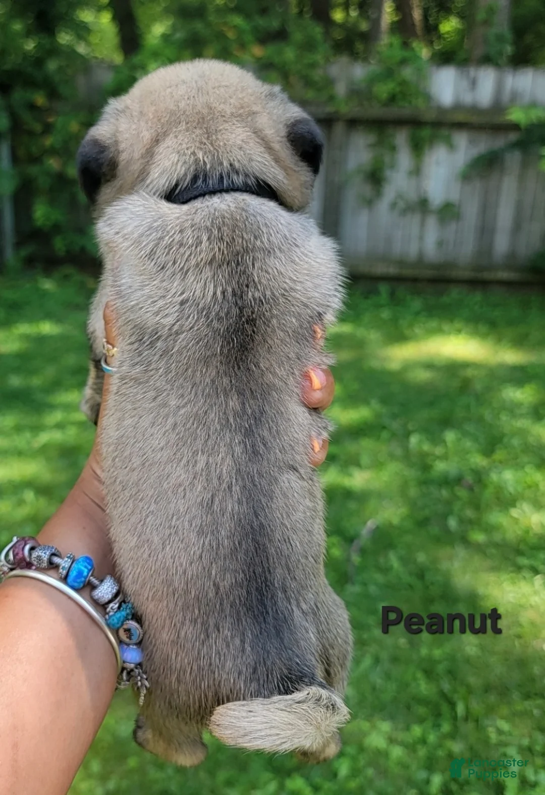 Pug dogs for sale: Peanut - Ad 2