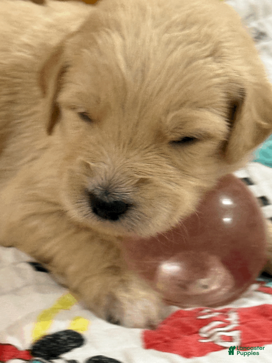 Goldendoodle dogs for sale: Neon Green - Ad 2