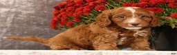 Cavapoo dogs for sale: Stanley - Ad 6