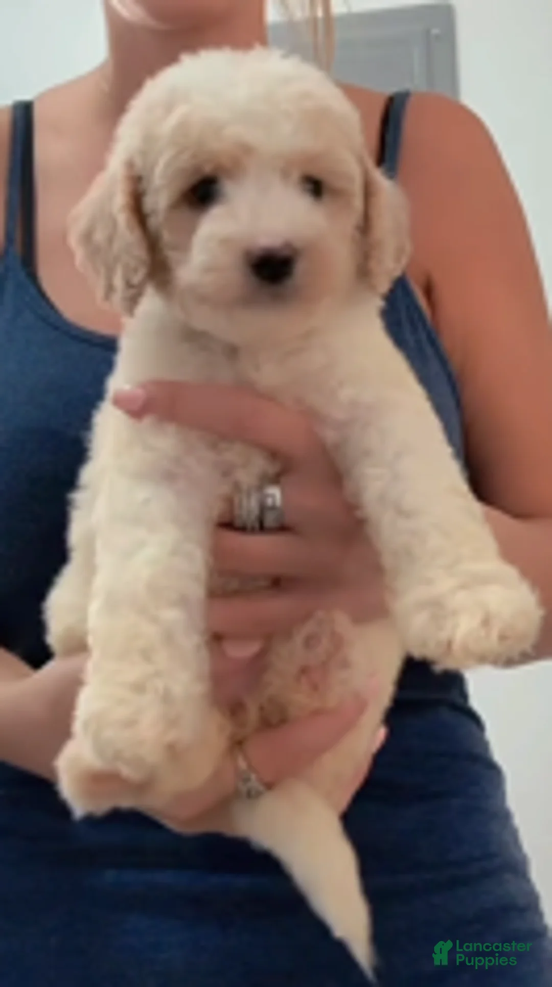 Double Doodle dogs for sale: Girl #5 - Ad 5