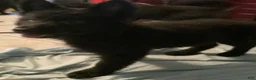 German Shepherd dogs for sale: German Shepherd 1 - Ad 2