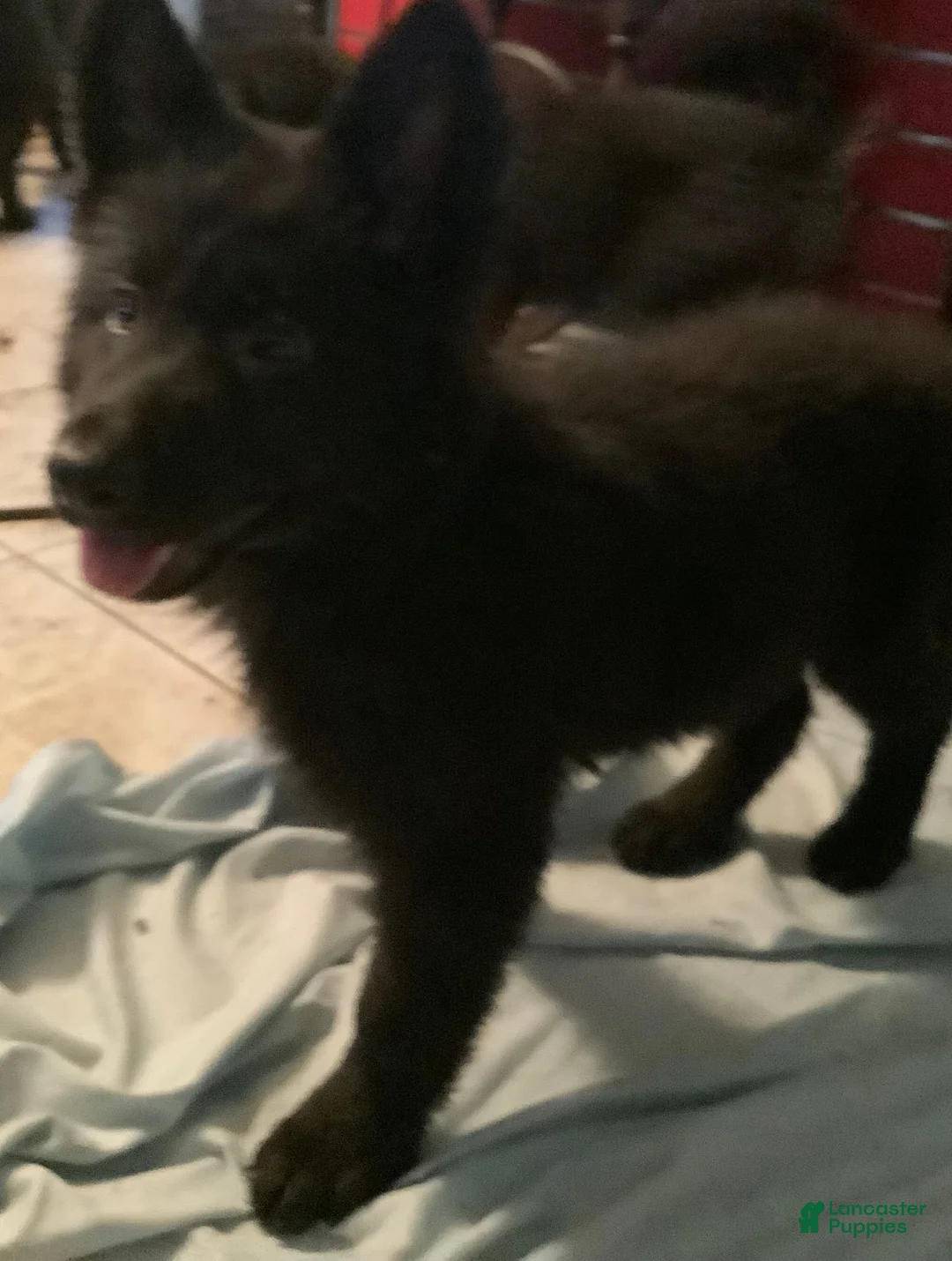German Shepherd dogs for sale: German Shepherd 1 - Ad 2