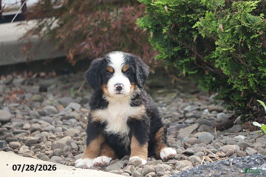 Bernese Mountain Dog dogs Jackson - Ad 41